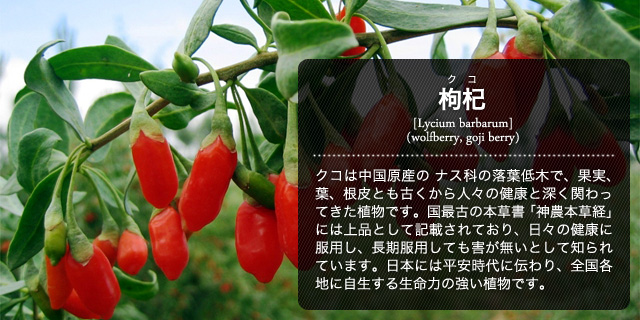 枸杞 クコ Lycium chinense wolfberry goji berry